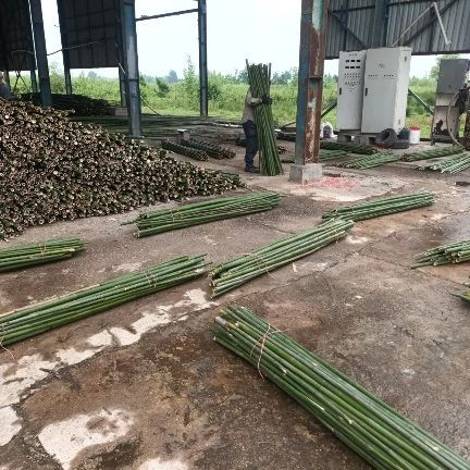 قبم نهال قیم زیتون