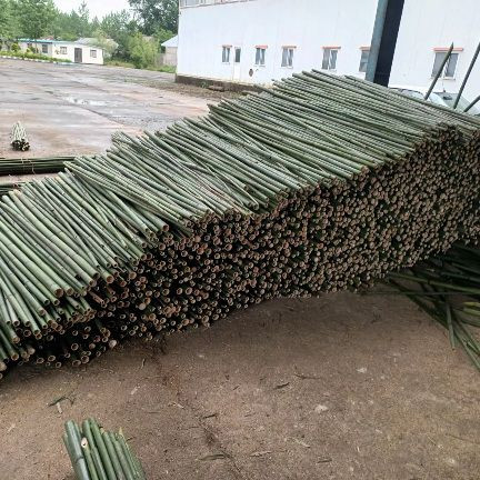 قیم بامبو قبم انگور