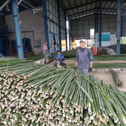 قیم بادام قیم بامبو