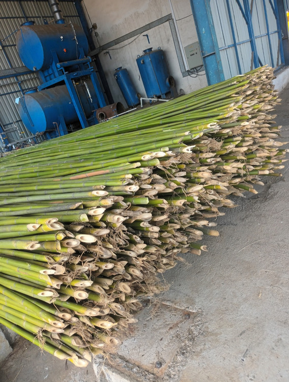 قیم بامبو قبم درخت