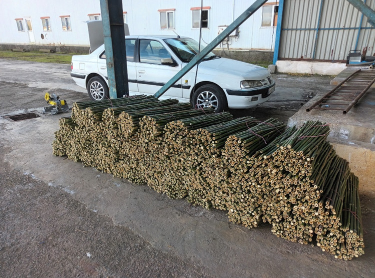 قیم نهال قیم درخت