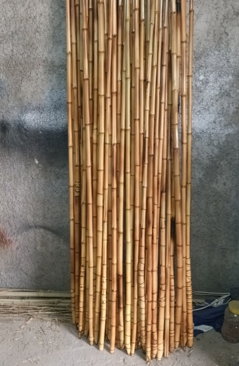 bamboo