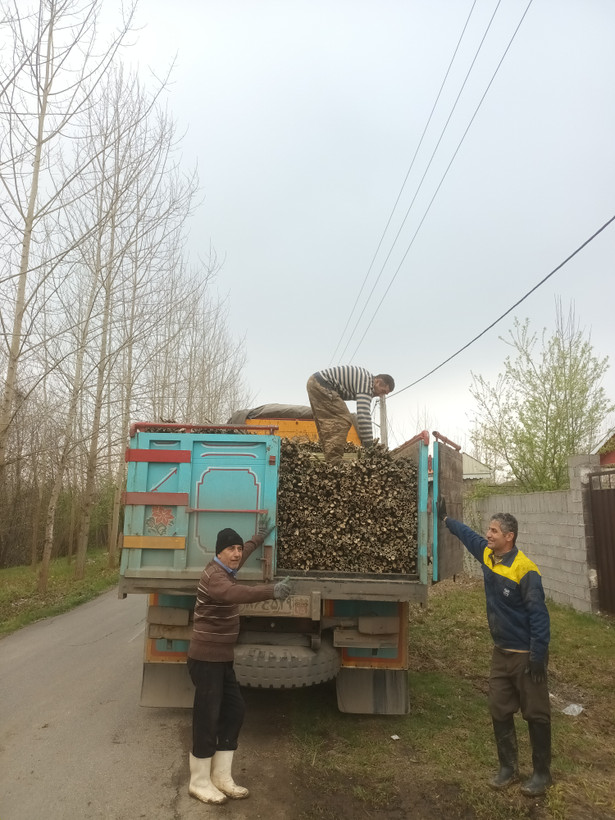 قیم انگور قیم بادام قیم زیتون قیم پسته قیم نهال قیم بامبو قطر۱ الی ۲.۵ سانت ارتفاع ۲ متر بسته ی ۱۰۰۰ تایی