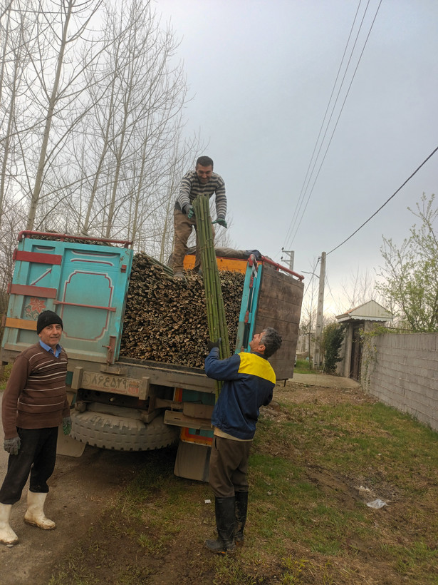 قیم انگور قیم بادام قیم زیتون قیم پسته قیم نهال قیم بامبو قطر۱ الی ۲.۵ سانت ارتفاع ۲ متر بسته ی ۱۰۰۰ تایی